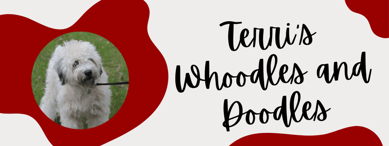 Decorative crimson and cream banner with text that says "Terri's Whoodles and Doodles"