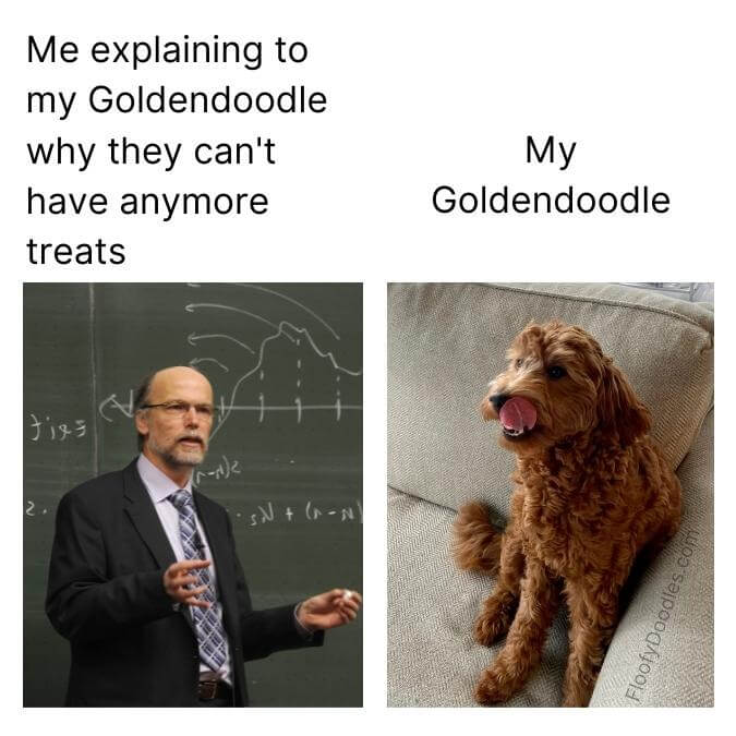 A man in front of a chalkboard explaining something with a Goldendoodle staring at him