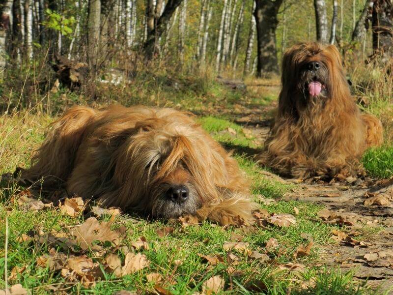 Two Briard dogs sitting in the woods