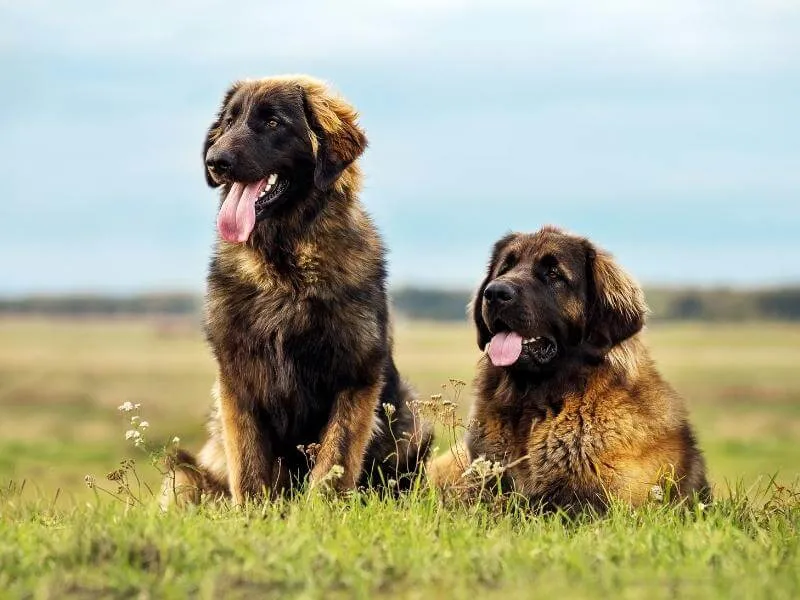 Two adult Leonbergers sitting next to each other in a grassy field