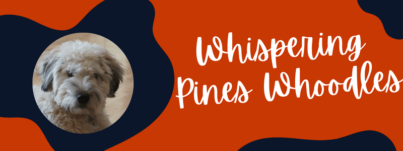 Decorative orange and blue image with text that says "whispering pines whoodles"