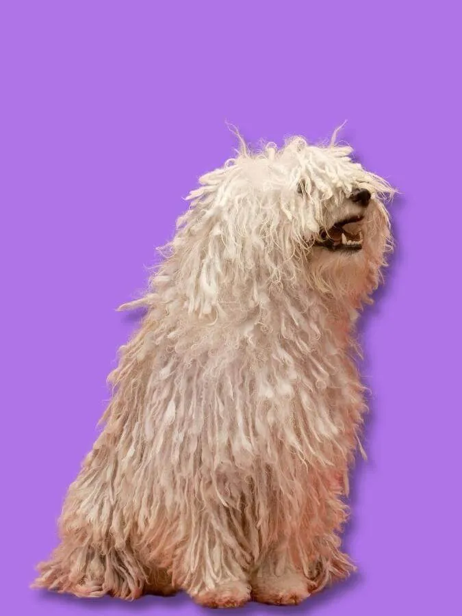 Komondor sitting upright with a purple background behind him