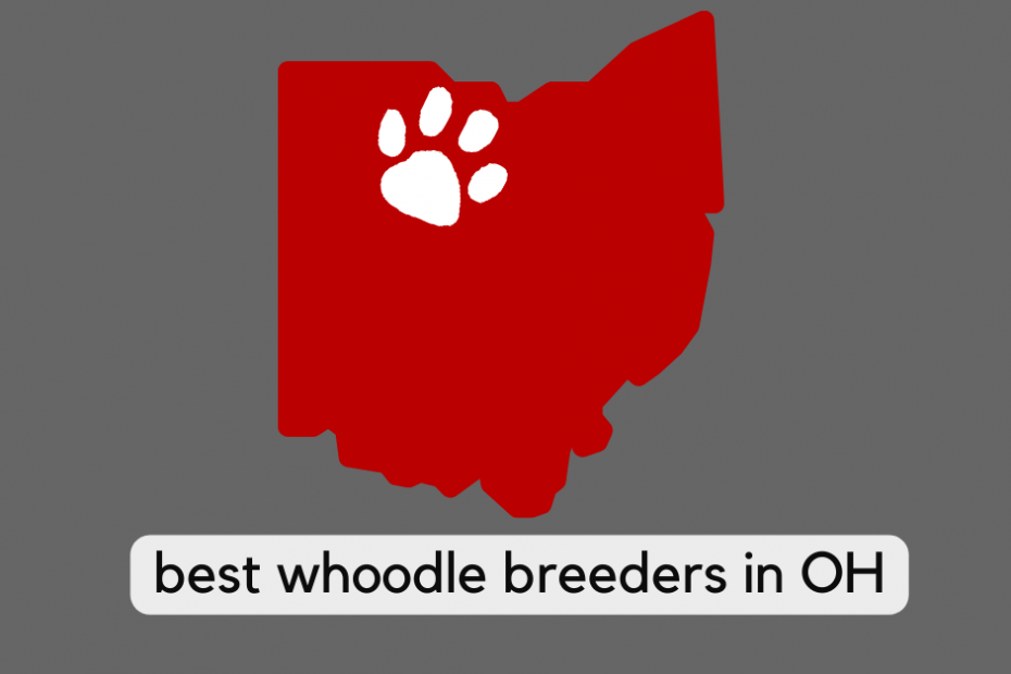 state of ohio with text reading "best whoodle breeders in OH"