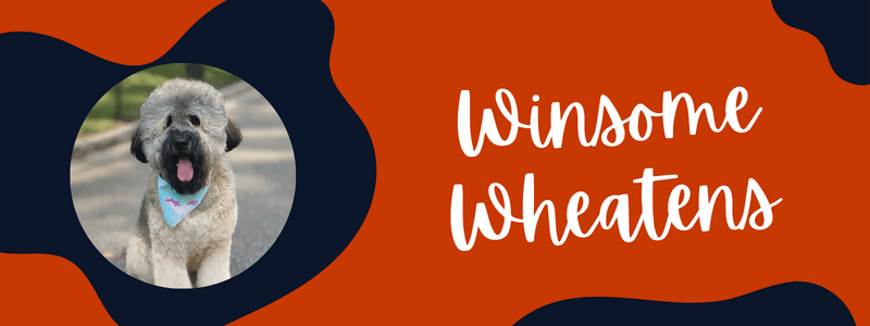 Decorative orange and blue image with text that says "winsome wheatens"