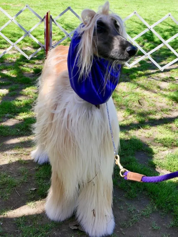 Afghan Hound wearing a purple collar