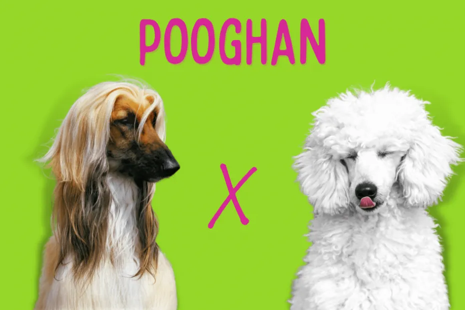 Afghan Hound next to a Standard Poodle with text reading "Pooghan"