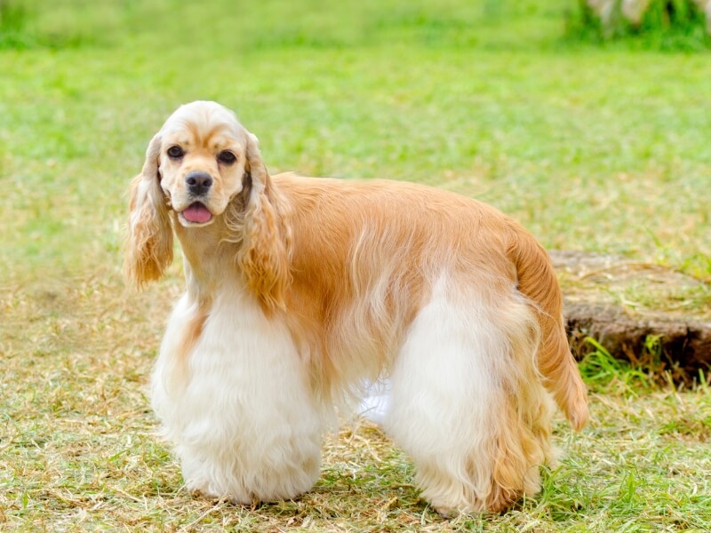 White and rust colored American Cocker Spaniel standing outside