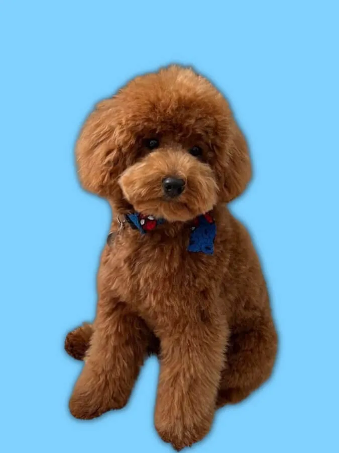 Apricot Maltipoo sitting upright with a blue background