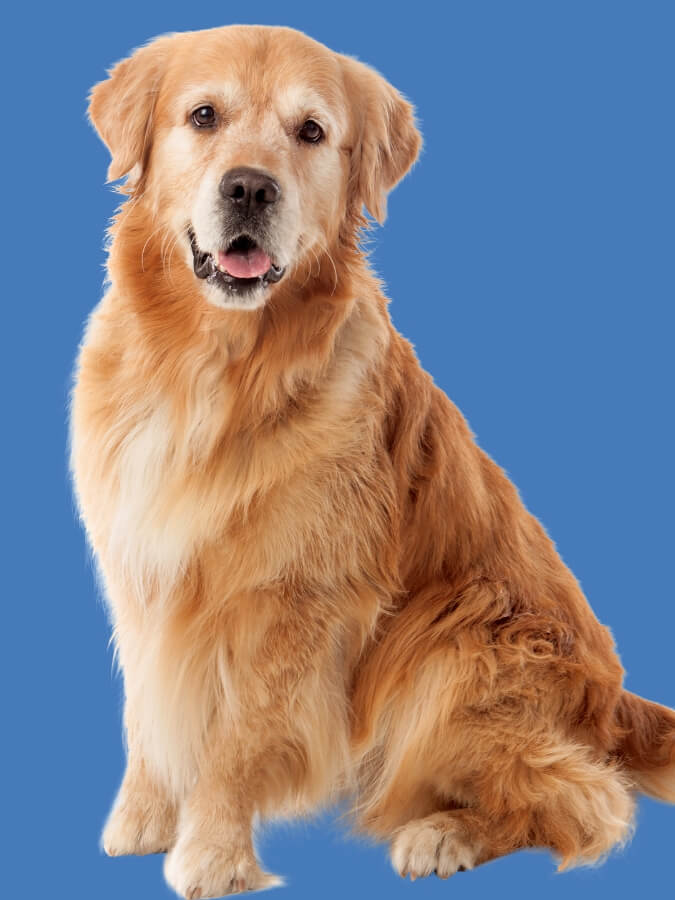 Big and tall Golden Retriever sitting upright