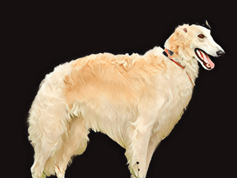 Illustrated portrait of a Borzoi dog