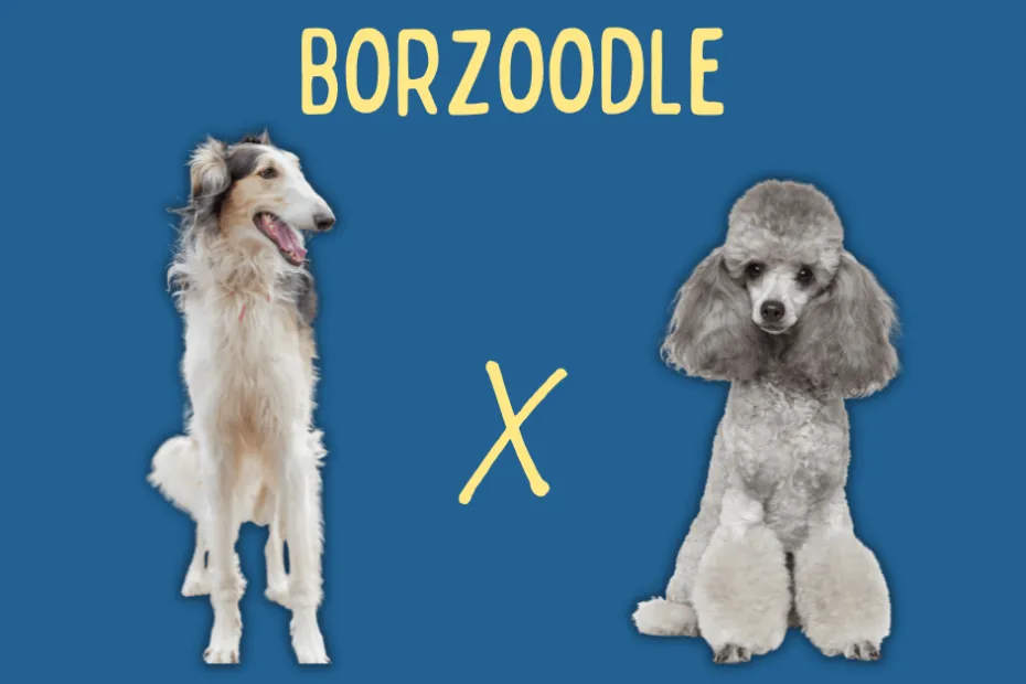 Borzoi next to a Poodle with text above reading "Borzoodle"