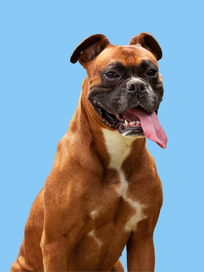 A Boxer dog sitting upright with his tongue out