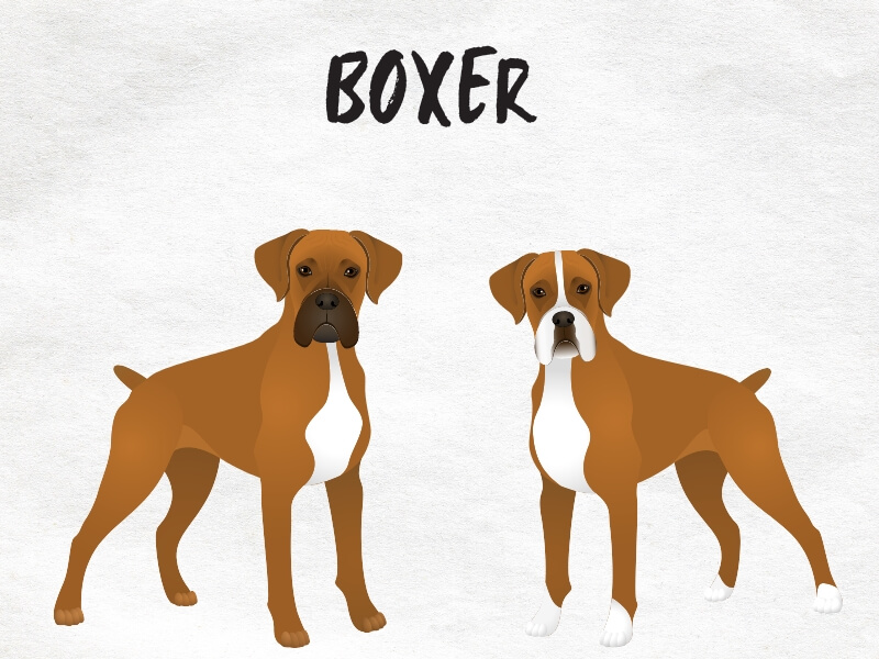 Cartoon of two Boxer dogs standing side by side