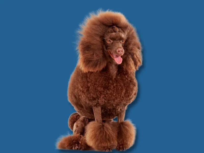 Brown adult standard Poodle with a fluffy coat of fur