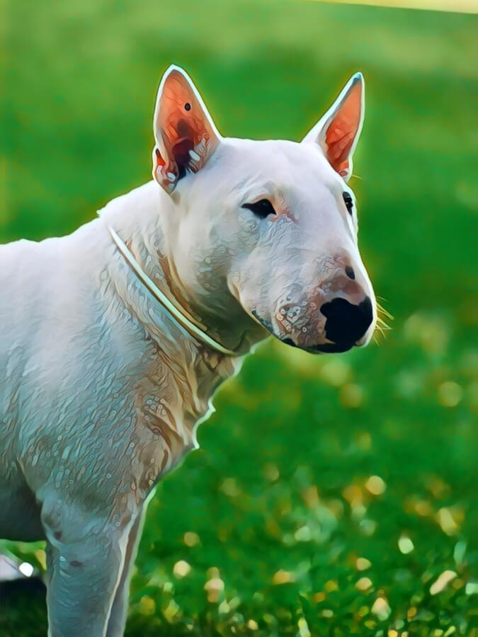 Artistic portrait of a white Bull Terrier in a field