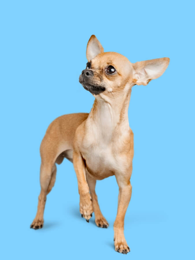 Chihuahua standing with one leg up and head tilted sideways