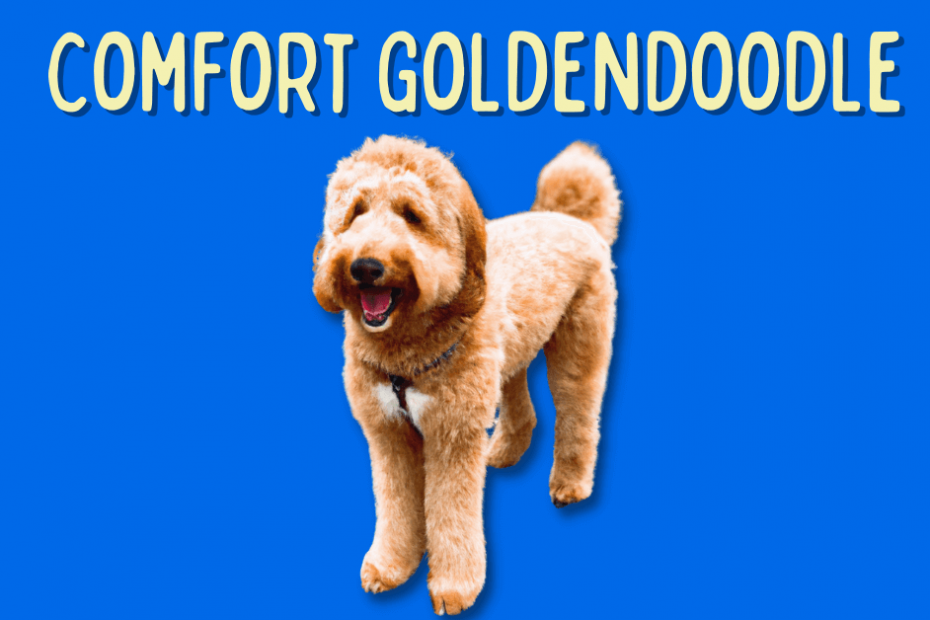 A picture of a Comfort Goldendoodle with text above it that says "Comfort Goldendoodle"