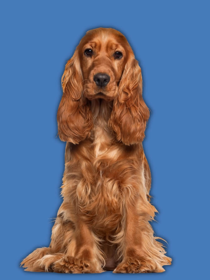 Golden-colored English Cocker Spaniel sitting upright