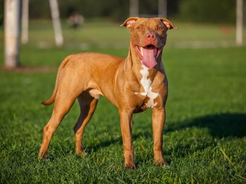 Fawn and white colored Pit Bull standing outside in the grass