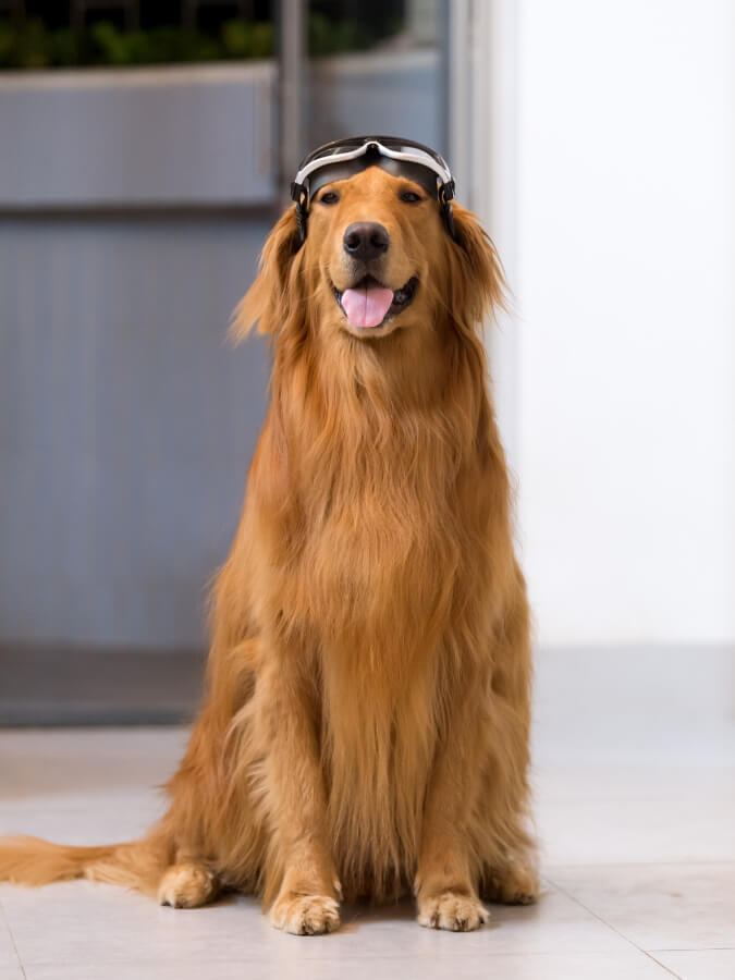 Golden Retriever sitting upright with a pair of goggles on his head