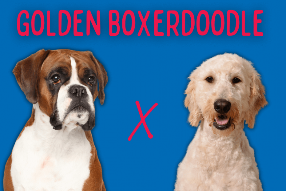 Boxer dog next to a Goldendoodle with text above saying "Golden Boxerdoodle"