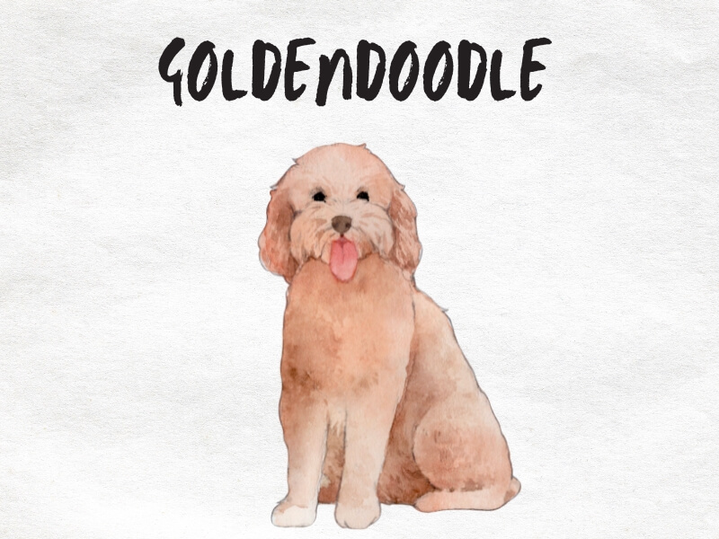 Cartoon Goldendoodle with text above that says "Goldendoodle"