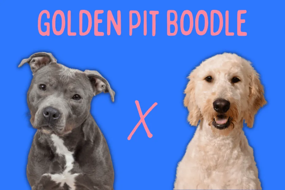 Pit Bull dog next to a Goldendoodle with text above reading "Golden Pit Boodle'