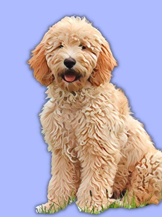 Goldendoodle sitting upright with a purple background behind him
