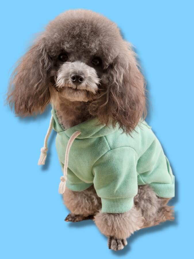 Grey Miniature Poodle wearing a green sweatshirt