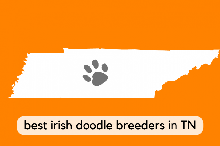 State of Tennessee with text below reading "best irish doodle breeders in TN"