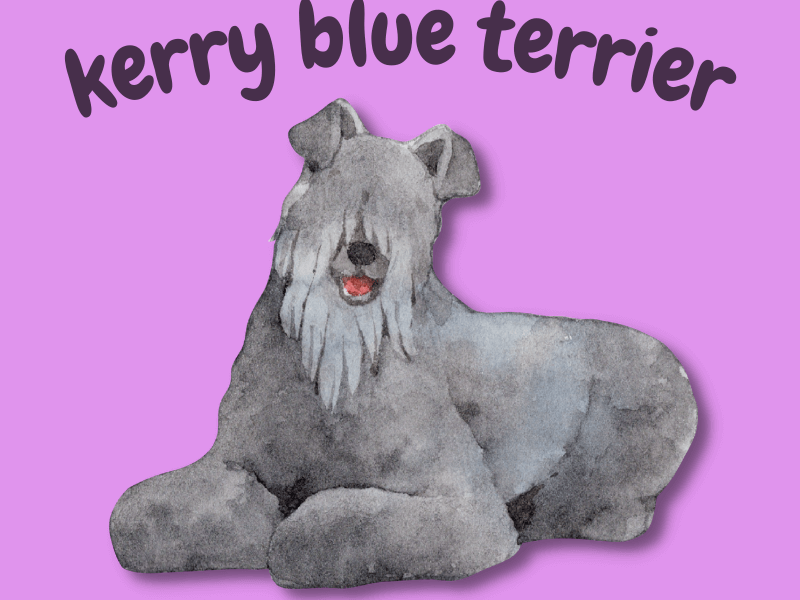 Illustrated Kerry Blue Terrier dog with a purple background and text above saying "kerry blue terrier"
