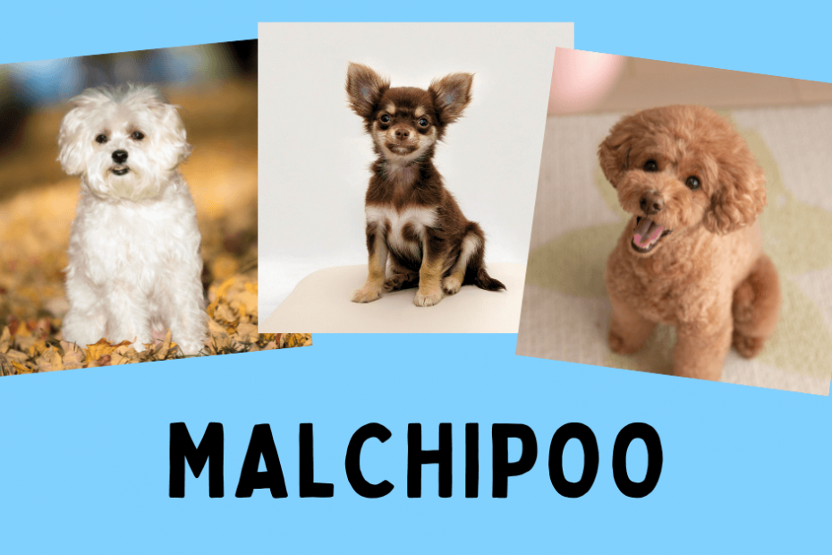 A Maltese dog, Chihuahua, and a Poodle with text at the bottom reading "Malchipoo"
