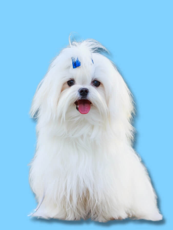 White, long-haired Maltese sitting down with a blue background