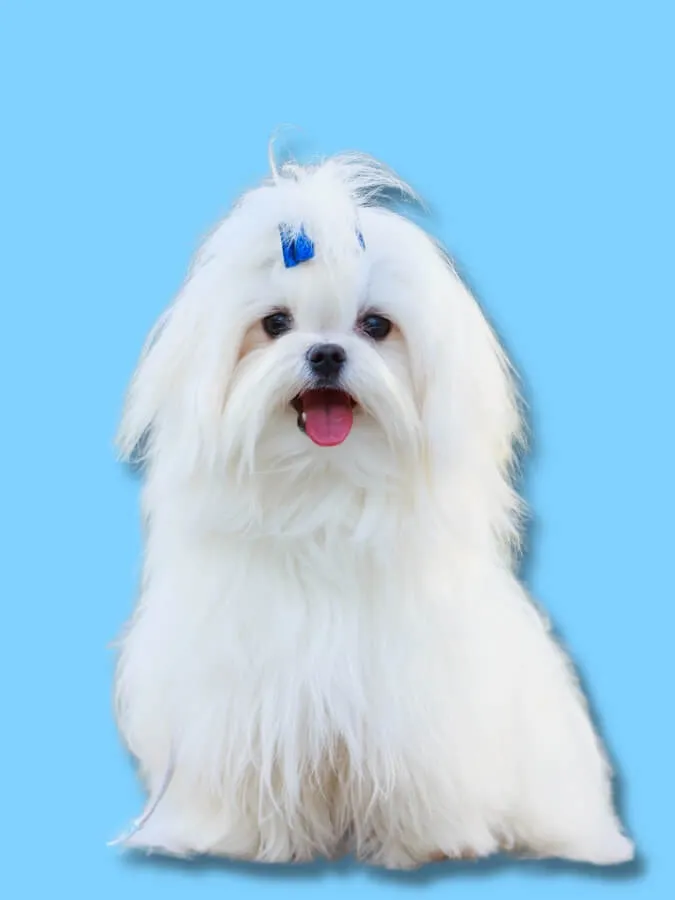 White, long-haired Maltese sitting down with a blue background