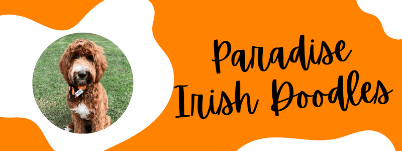 Decorative banner displaying Tennessee orange and white with text that says "Paradise Irish Doodles"