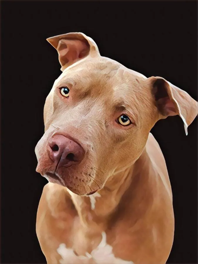 Painted portrait of the face of an American Pit Bull Terrier