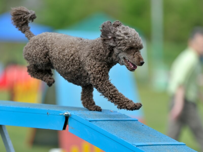 Black Poodle running on top of a blue agility ladder