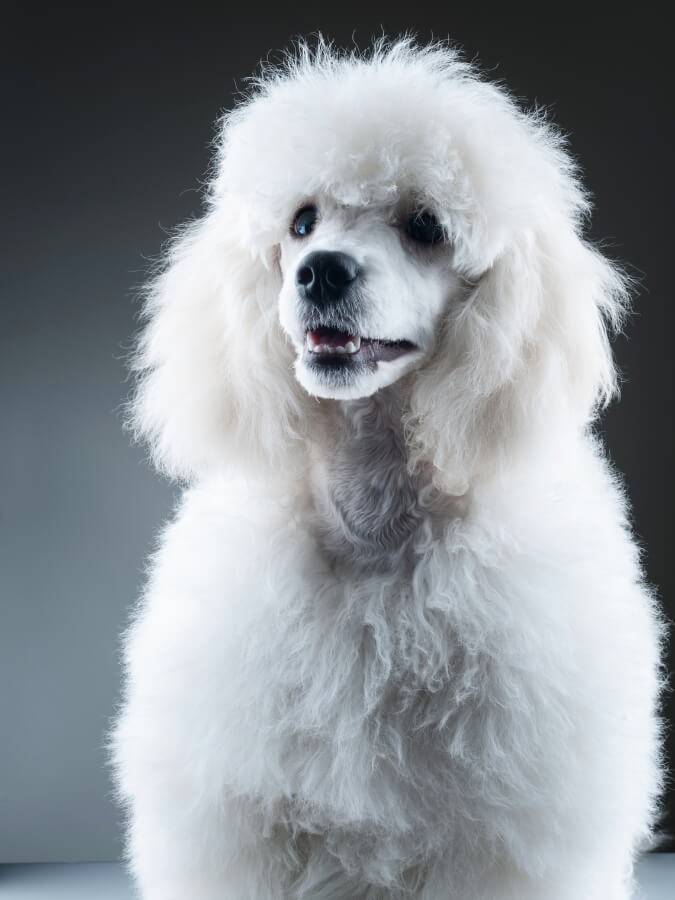 White Standard Poodle with fluffy hair 