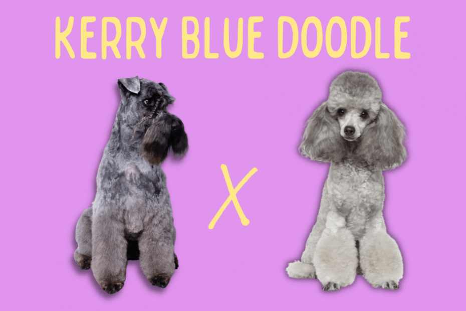 Kerry Blue Terrier next to a Poodle with text above reading "Kerry Blue Doodle"