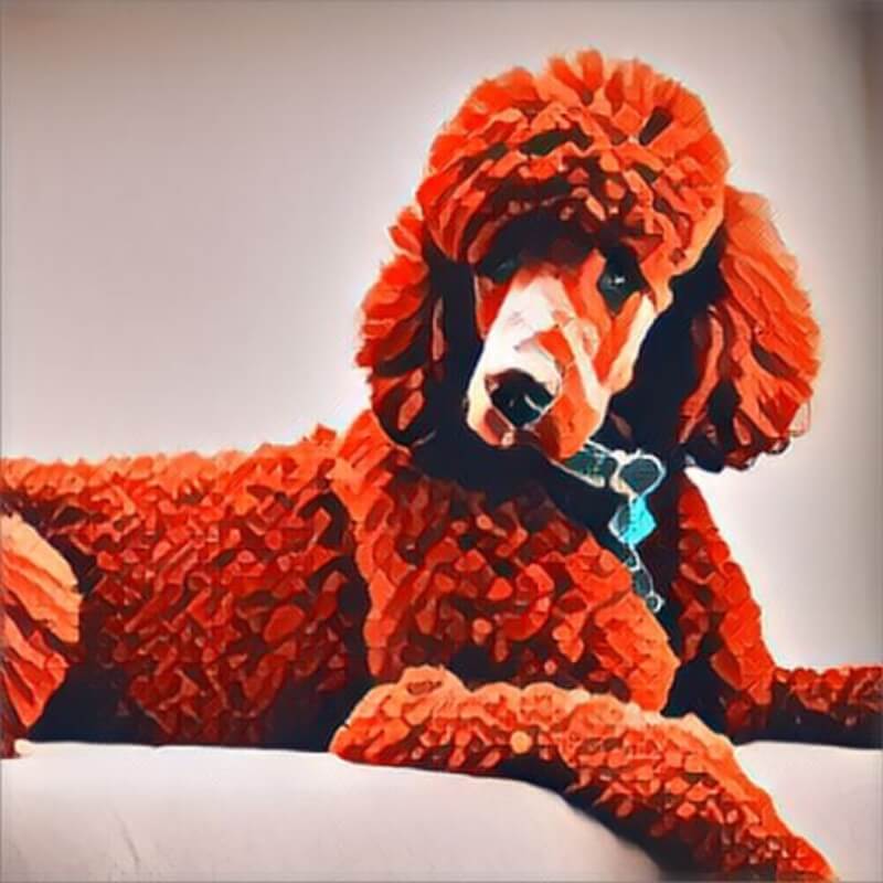 Abstract painting of a Standard Poodle laying down