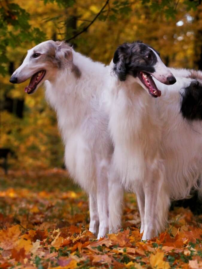 Two Borzoi dogs standing side by side
