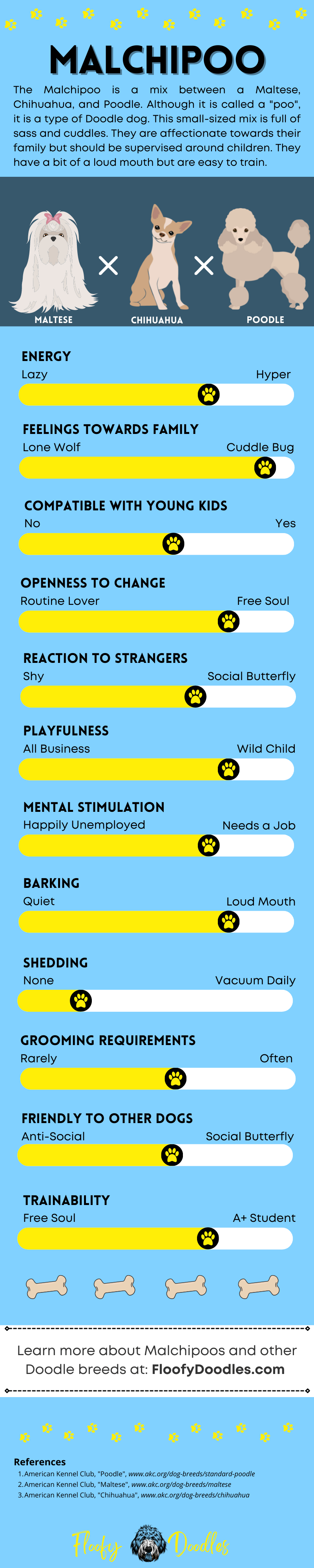 Visual summary of the traits and characteristics of a Malchipoo dog