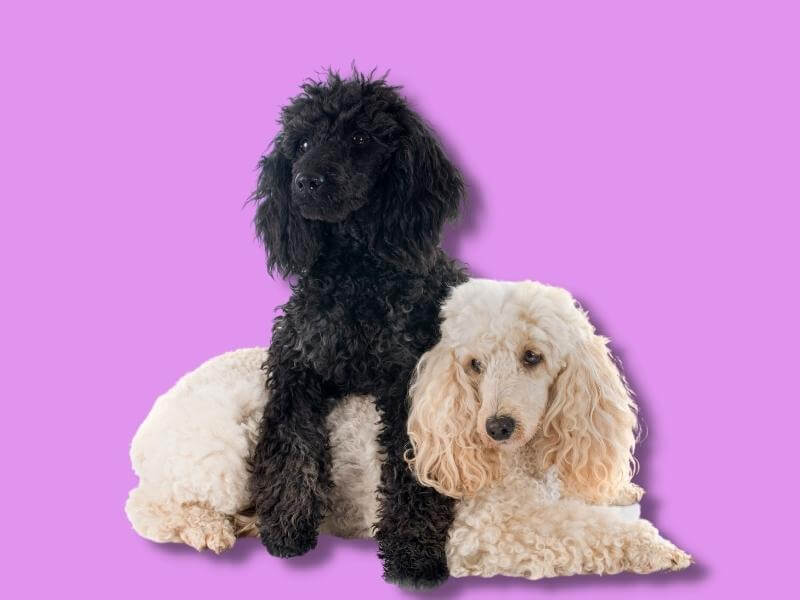 A black Poodle laying across a white Poodle