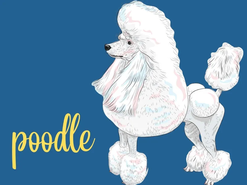 Cartoon Poodle with text next to it saying "Poodle"