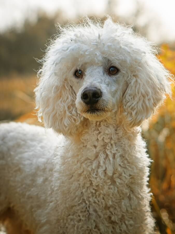 White standard Poodle with very curly hair