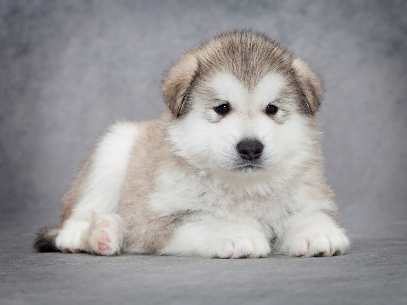 An Alaskan Klee Kai puppy laying down on the ground