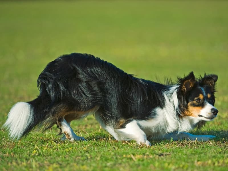 Border Collie in a hunting crouch in a grassy field