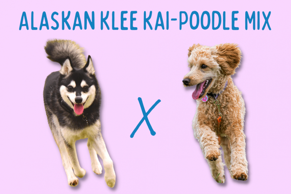 Alaskan Klee Kai running next to a Poodle with text above that says "Alaskan Klee Ka-Poodle mix"