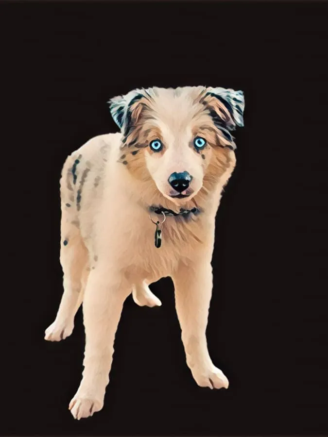 Digital painting of a Miniature American Shepherd with piercing blue eyes