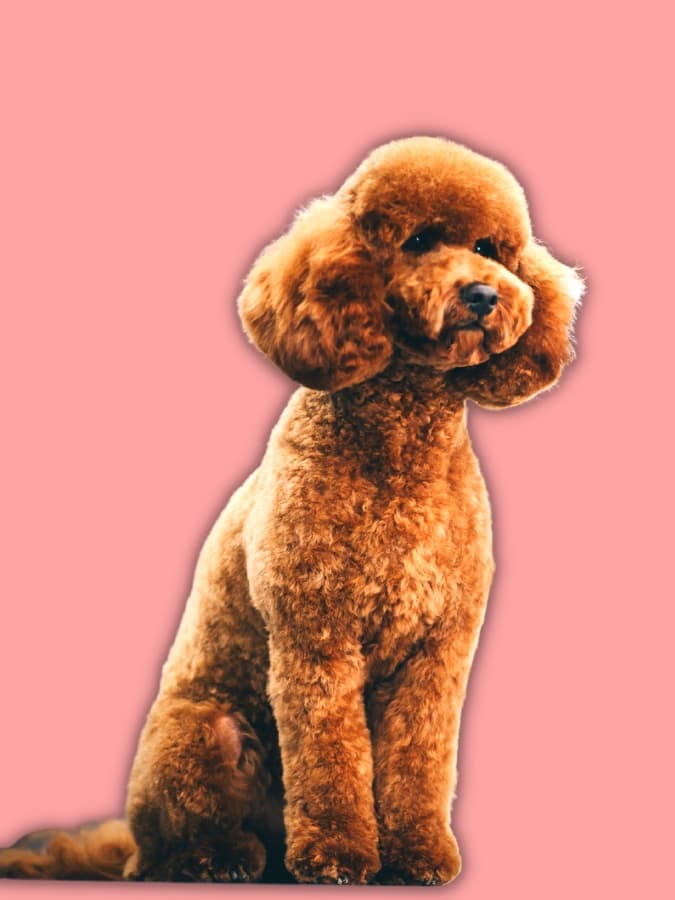 An apricot-colored Poodle with a teddy bear clip
